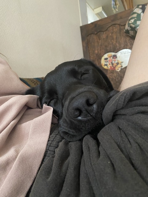 愛犬かわいい寝顔