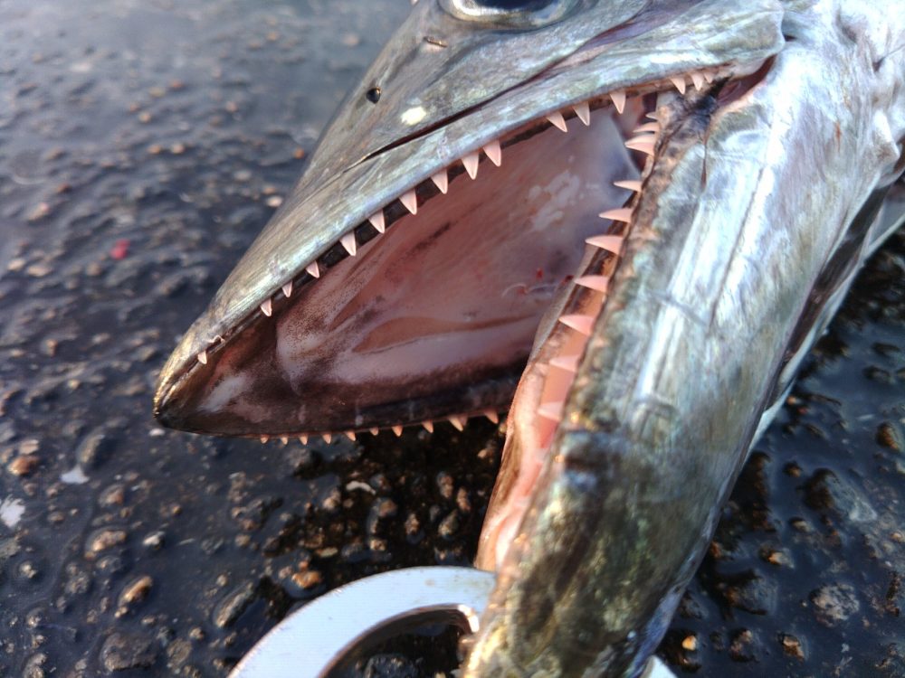 鰆くち