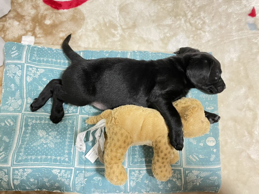 犬