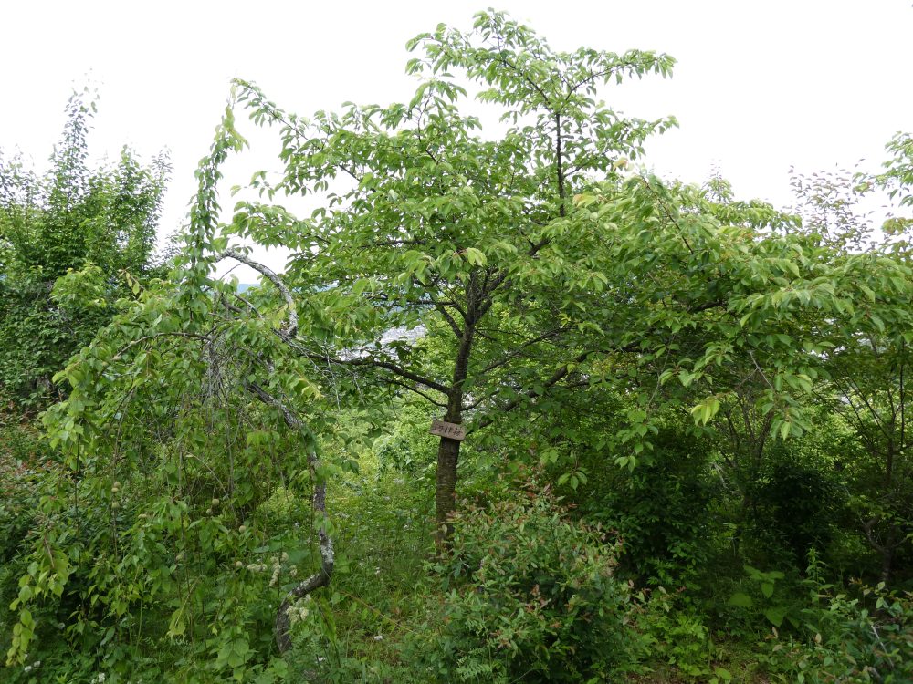 船岡城址公園(河津桜その1)