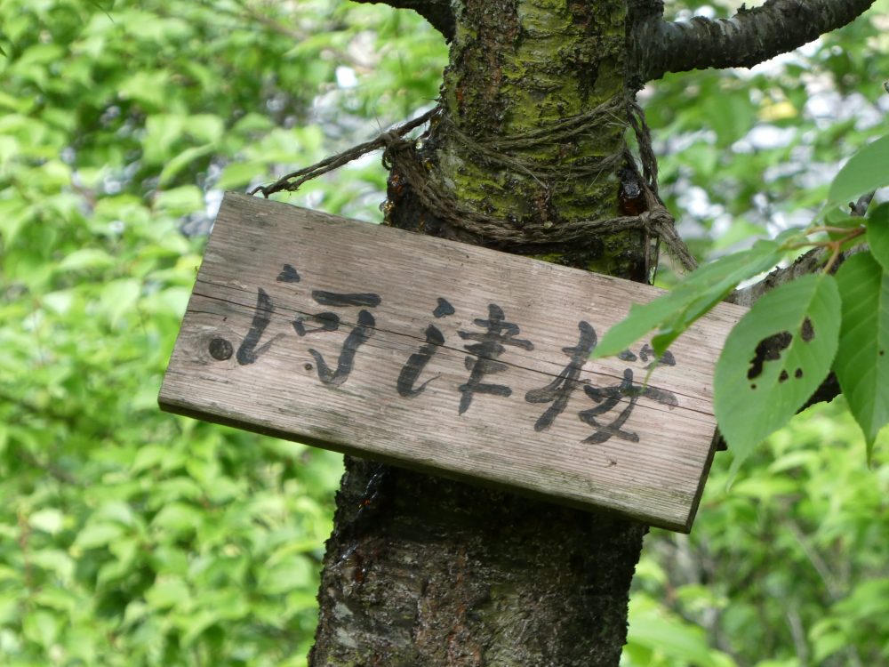 船岡城址公園(河津桜その2)