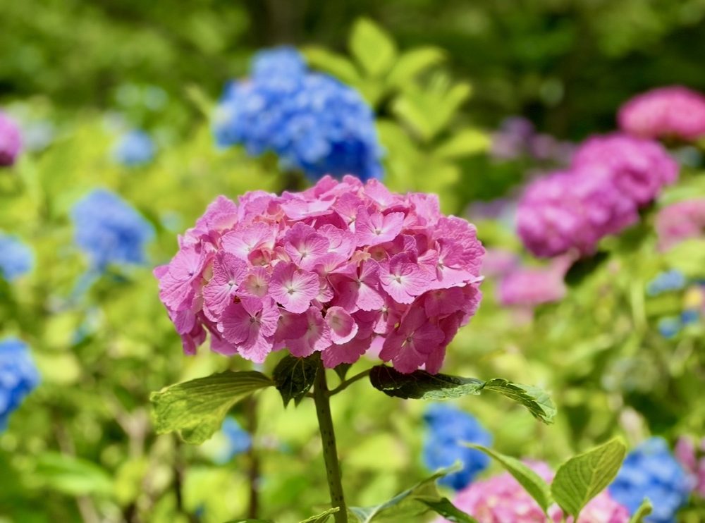 ヤマハ MT-25と紫陽花の紹介
